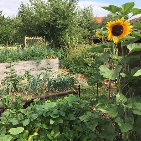 Ferienhaus Mit Naturgarten Dachsen Bagian luar foto